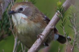 Birdlife Bass Coast cares about preserving the birdlife on and around Phillip Island