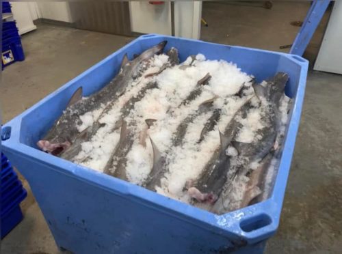 Bass Strait Direct is the best place to buy fresh fish Phillip Island. Exceptional flavour at competitive prices. Have you had your fish this week?