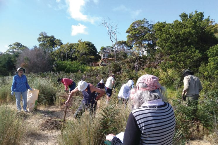Cowes Coastcare is a group of volunteers who meet for working bees the 2nd Sunday of month to maintain the beautiul foreshore in Cowes Phillip Island 